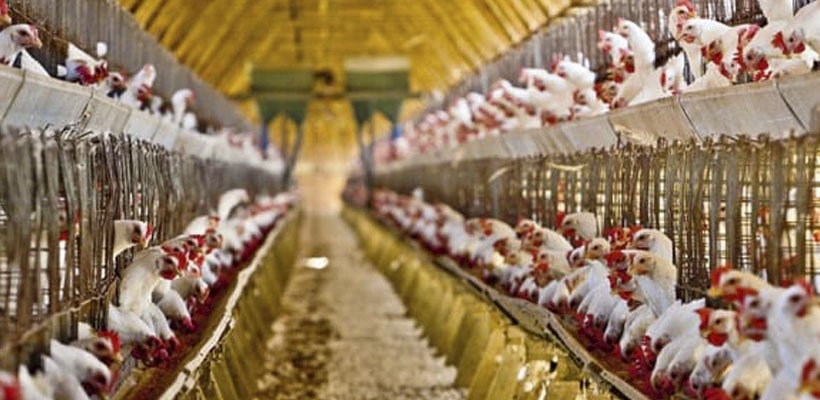 industria-avicola-minjpg
