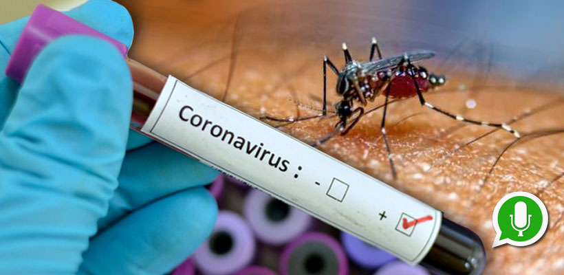 corona-dengue-whatsappjpg