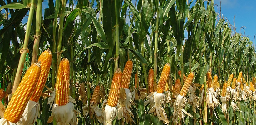 maiz-agro-minjpg