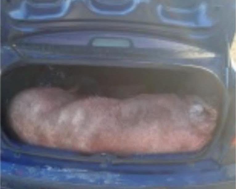 Se llevaban un cerdo faenado del vuelco en la Ruta 8 y terminaron detenidos