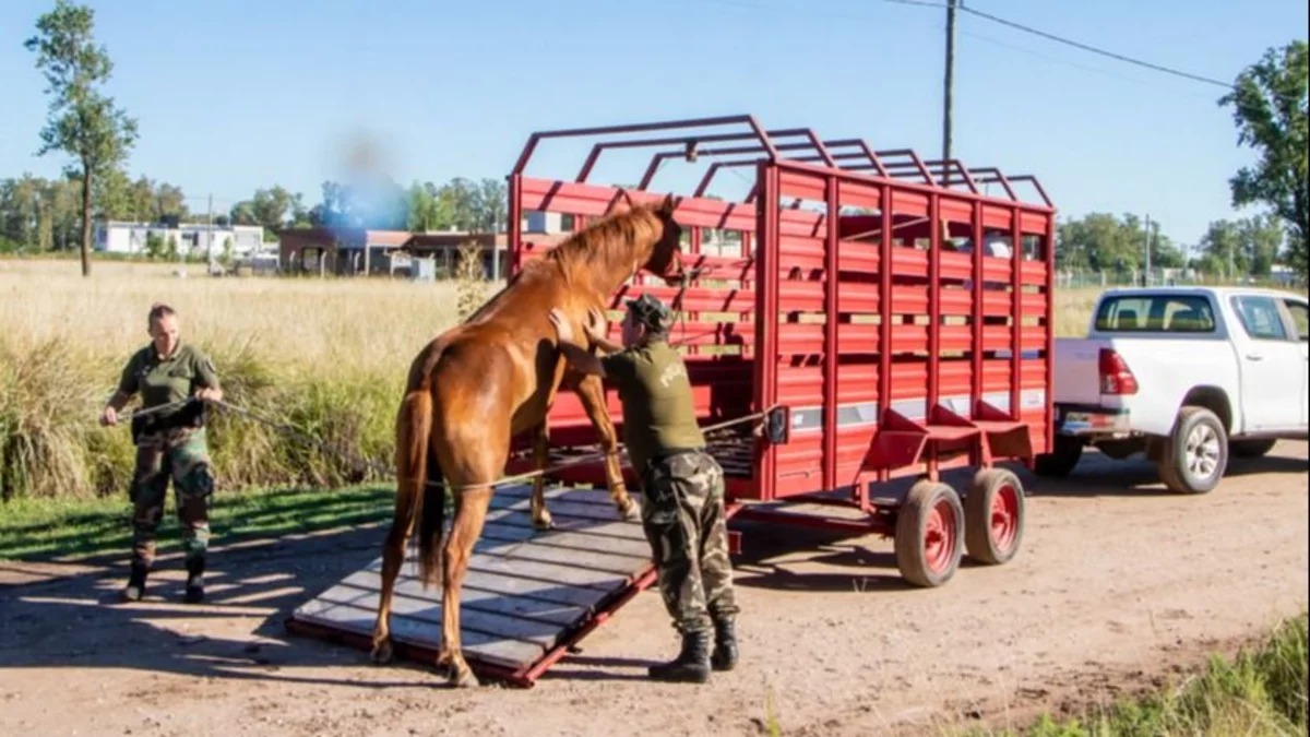 junin-caballosjpg