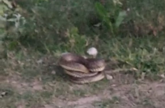 vibora-guadalupejpg