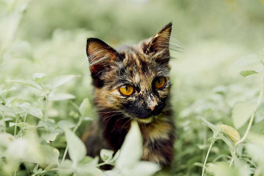 animal-animal-photography-blur-catjpg