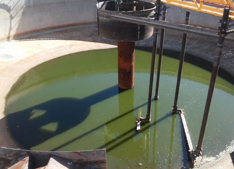 planta-depuradorajpg